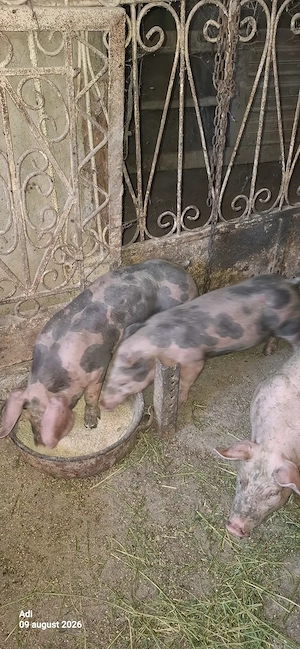 Vând purcei  Petrain