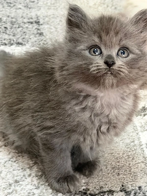 Puiuți pisica Siberiana Hipoalergenica disponibili   pedigree WCF - imagine 2