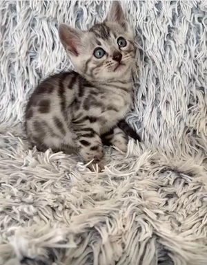 Puiuți pisica Bengală disponibili   pedigree WCF - imagine 3