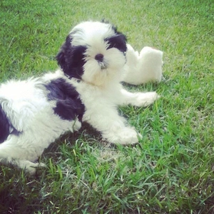 shihtzu bot turtit 2 luni - imagine 2