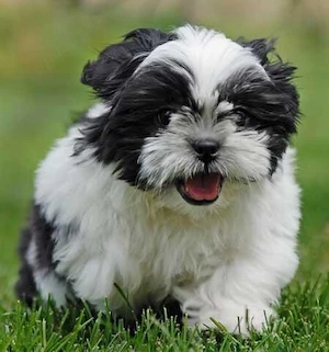 shihtzu bot turtit 2 luni