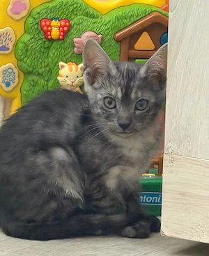 Puiuți pisica Bengală disponibili   pedigree WCF - imagine 4