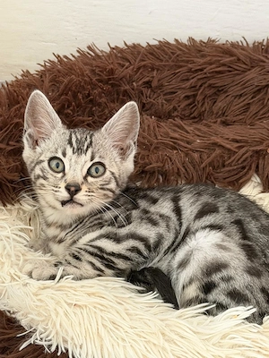Puiuți pisica Bengală disponibili   pedigree WCF