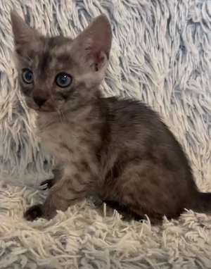 Puiuți pisica Bengală disponibili   pedigree WCF - imagine 2