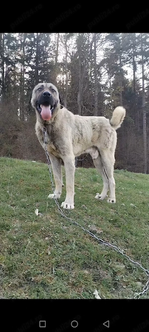 Vând kangal 1 an și 11 luni  - imagine 2