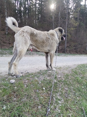 Vând kangal 1 an și 11 luni  - imagine 3