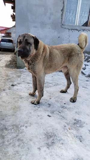 Vând kangal 1 an și 11 luni  - imagine 4