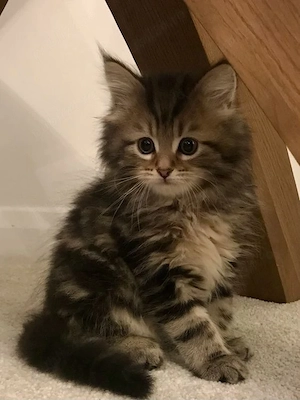 Maine Coon superbi 