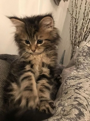 Maine Coon superbi  - imagine 3