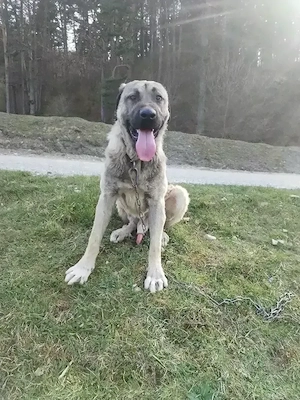 Vând kangal 1 an și 11 luni 