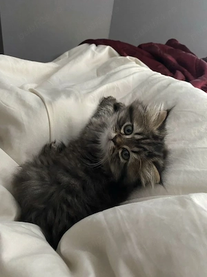 Maine Coon superbi  - imagine 2