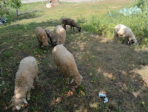 Vând 4 miei și o oaie
