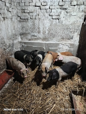 purcei de 9 săptămâni 