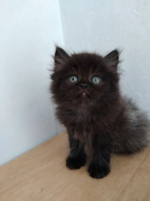 Maine Coon 