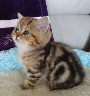 American Shorthair 