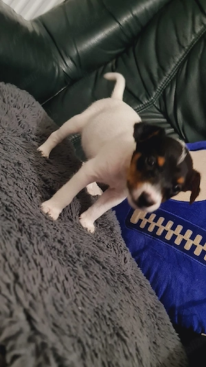 Vand Jack Russell Terrier  - imagine 5