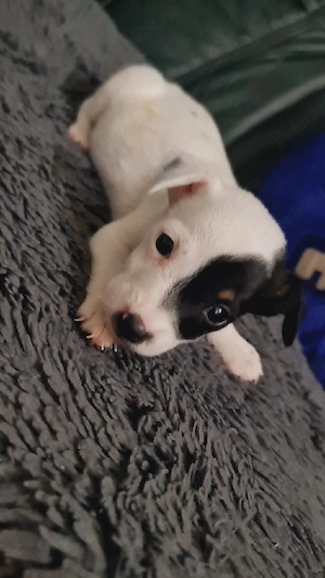 Vand Jack Russell Terrier  - imagine 3