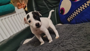 Vand Jack Russell Terrier  - imagine 2