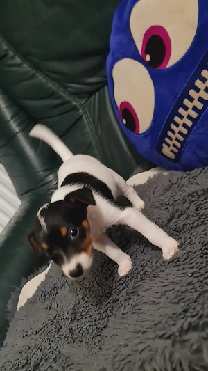Vand Jack Russell Terrier  - imagine 4