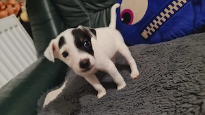Vand Jack Russell Terrier 