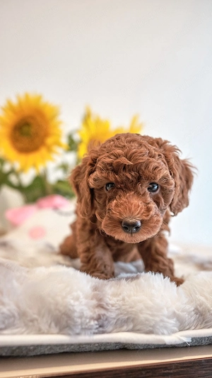 Poodle pitic red fetiță 