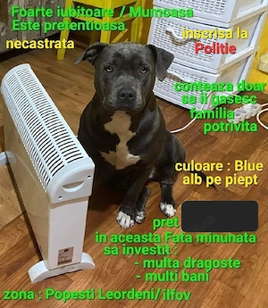 Fata Amstaff Blue  - imagine 4