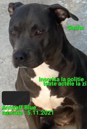 Fata Amstaff Blue  - imagine 3