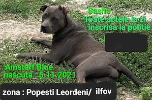 Fata Amstaff Blue  - imagine 2