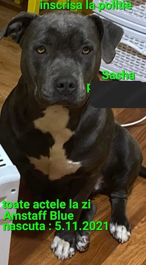 Fata Amstaff Blue  - imagine 5