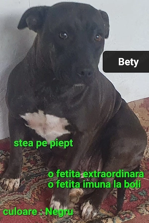 Fata AmericanPBT