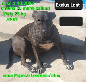 Fata AmericanPBT