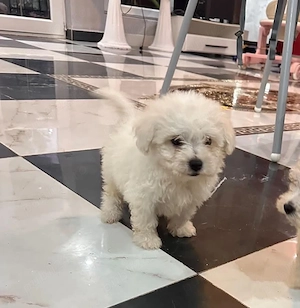 bichon de vanzare 