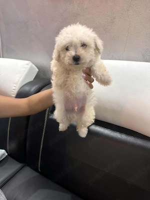 bichon de vanzare  - imagine 4