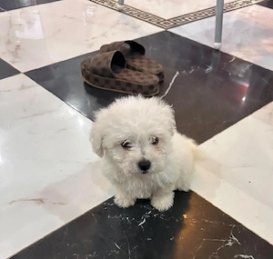bichon de vanzare  - imagine 2