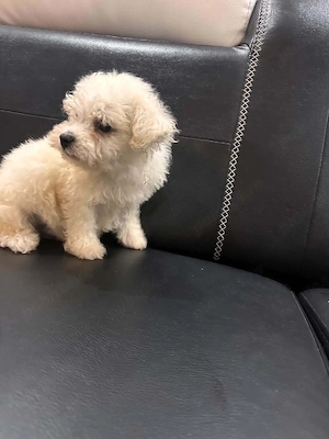 bichon de vanzare  - imagine 5