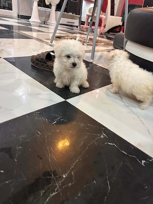 bichon de vanzare  - imagine 3