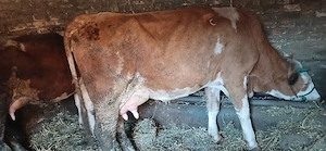 junici la primar fătare 
