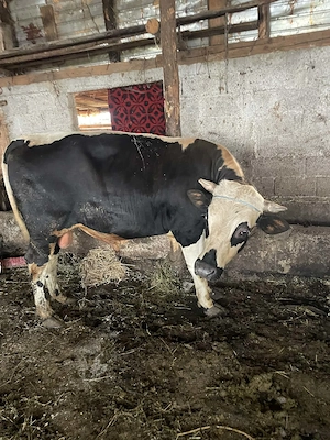 Vând taur de un an jumate și unul de 2.5 luni foarte bine îngrijit și sănătoși  - imagine 4