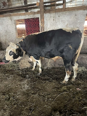 Vând taur de un an jumate și unul de 2.5 luni foarte bine îngrijit și sănătoși  - imagine 3