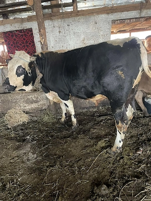 Vând taur de un an jumate și unul de 2.5 luni foarte bine îngrijit și sănătoși  - imagine 2