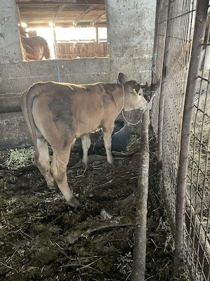 Vând taur de un an jumate și unul de 2.5 luni foarte bine îngrijit și sănătoși  - imagine 5