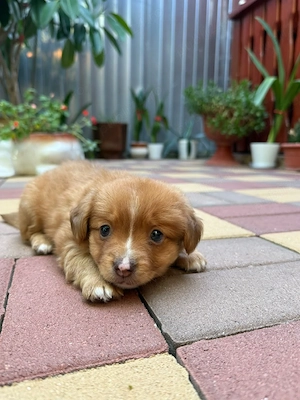 Cățelușa pentru adoptie - imagine 2