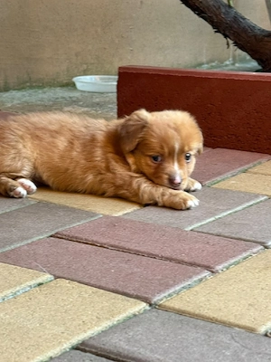 Cățelușa pentru adoptie