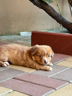 Cățelușa pentru adoptie - imagine 5