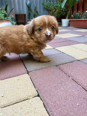Cățelușa pentru adoptie - imagine 4