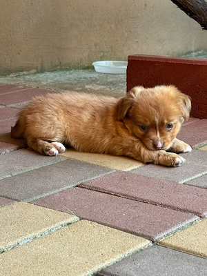 Cățelușa pentru adoptie - imagine 3