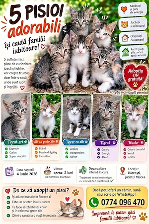Ofer spre adopție 5 pisoi 2 luni - Bârzești Vâlcea - Adopție gratuită