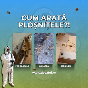 Dezinsecție, Deratizare și Dezinfecție