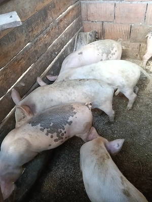 Purcei de vînzare,  30 35 kg sat berghia jud Mureș 