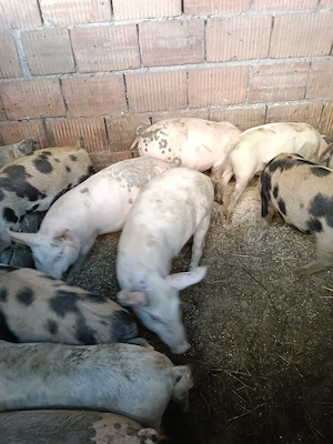 Purcei de vînzare,  30 35 kg sat berghia jud Mureș  - imagine 2